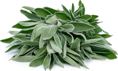 Sage (Salvia Officinalis) - Exotic OP Herb Seeds